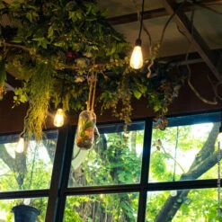 XANLITE - Ampoule à Filament LED Edison, Culot E27, 8W Cons. (75W Eq.), 1055 Lumens, Lumière Blanc Neutre - RFE1055STCW -Pas Cher Ampoule LED Boutique 18355850 3